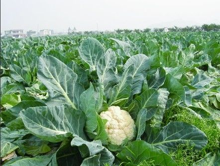 菜花的种植广泛，菜花产地主要在哪些地方?