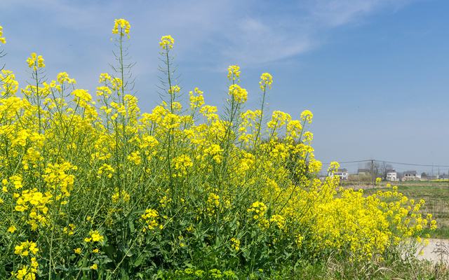 油菜花什么时候开花，几月份开的最旺？