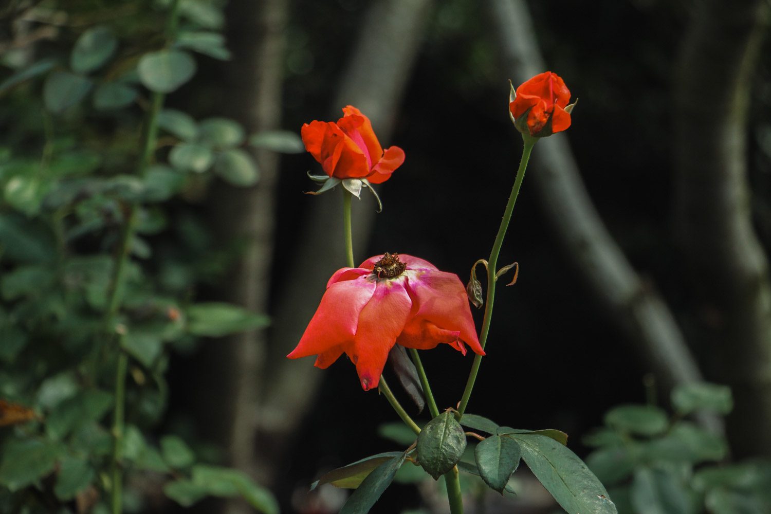 月季花有哪些特征？