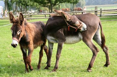 临沂一驴肉馆里逃出一头驴狂奔不止，这说明了什么？