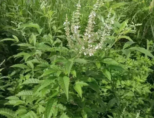 荆草是什么样子的图片