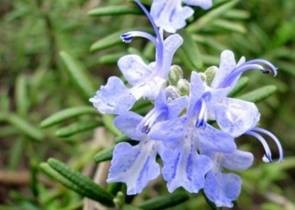 Rosemary 的花语是什么?