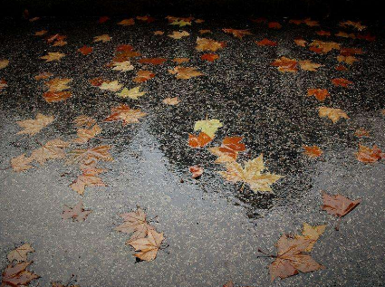 见风是雨是什么意思