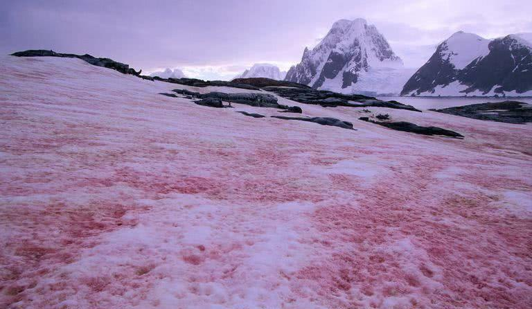 南极出现“血雪”，是什么原因造成的？