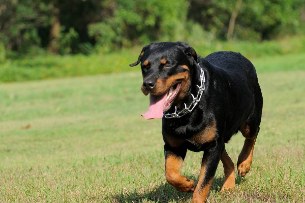 对于哈尔滨出台的禁狗令，其中包含了多种猎犬，你怎么看？