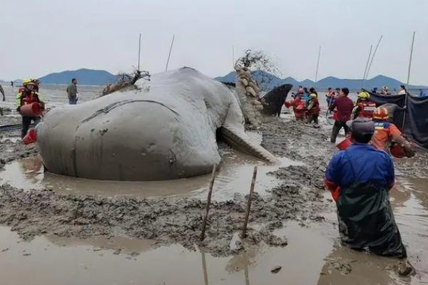 超10米长的鲸鱼在浙江海域搁浅，当地有关部门采取了哪些营救措施？