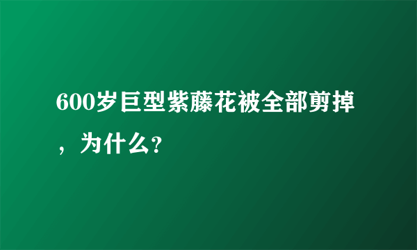 600岁巨型紫藤花被全部剪掉，为什么？