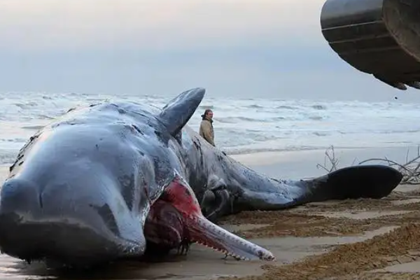 超10米长的鲸鱼在浙江海域搁浅，当地有关部门采取了哪些营救措施？