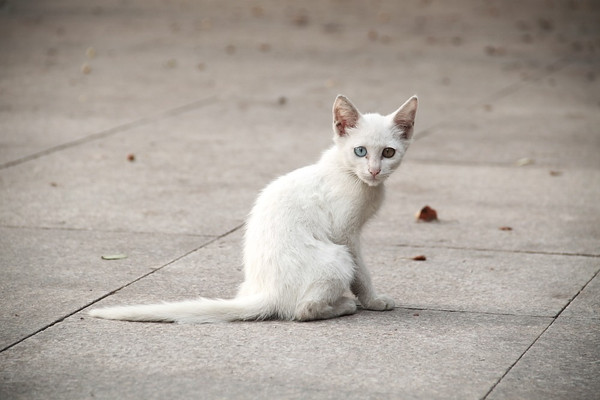 猫在古代为什么会被称为狸奴？狸奴是什么意思？