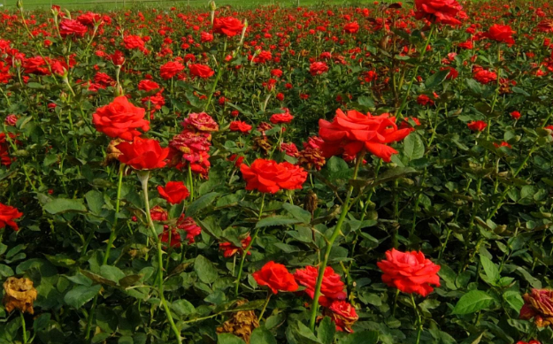 情人节该送多少玫瑰花合适？