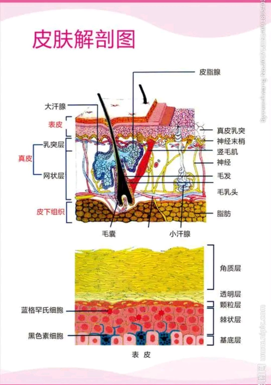 平时如何做皮肤管理？