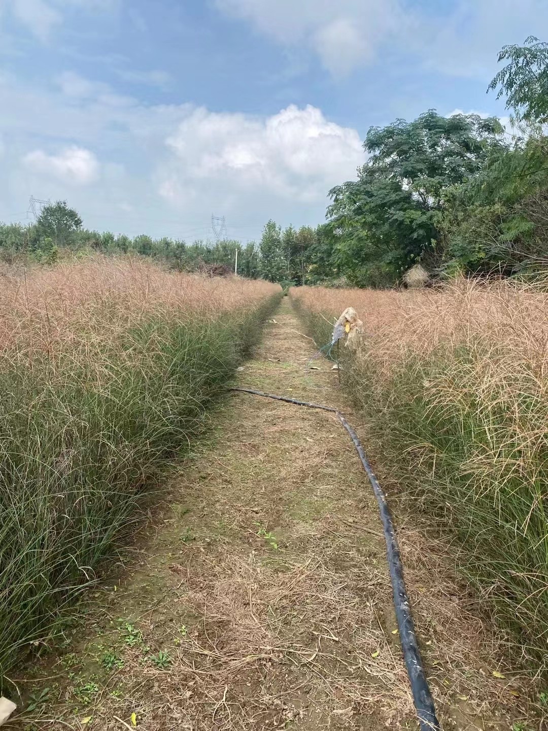 芒草的介绍