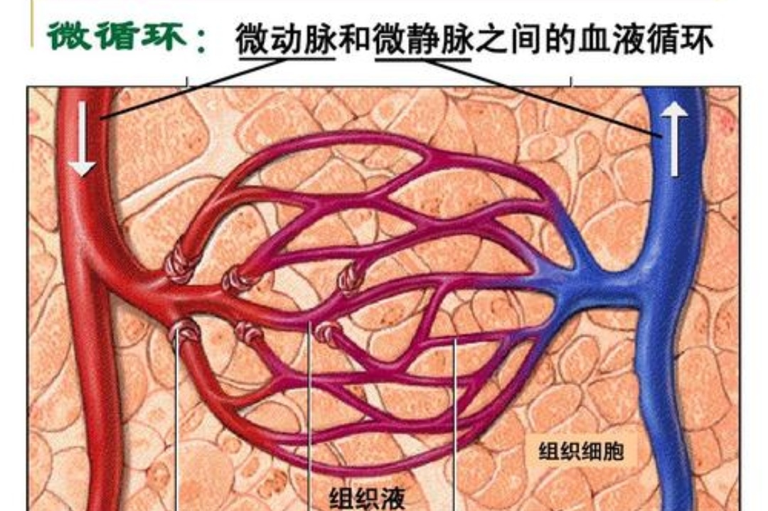 什么是微循环