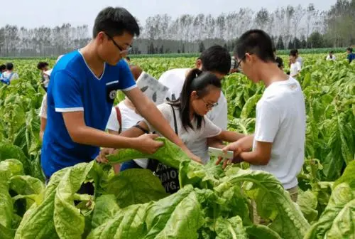 烟草专业学什么