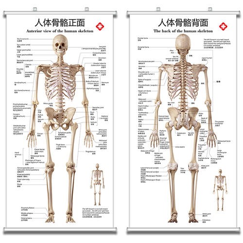 人体骨架图是怎样的？【资料和图片】