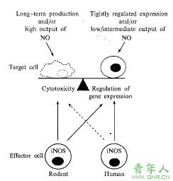 一氧化氮合酶的介绍