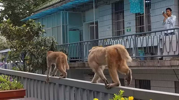 两只猴子闯入贵阳一高校女生宿舍大吃大喝，它们究竟是从何而来的？