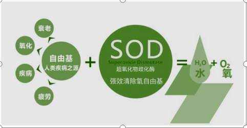 超氧化物歧化酶（SOD)是什么东西？有什么作用？能介绍吗？