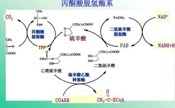 丙酮酸脱氢酶系的定义