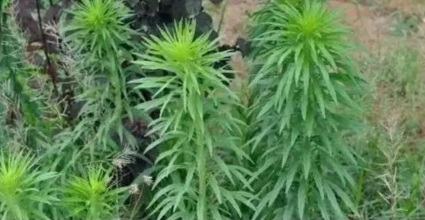 飞蓬草有什么用呢？