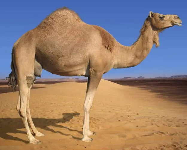 camel怎么读