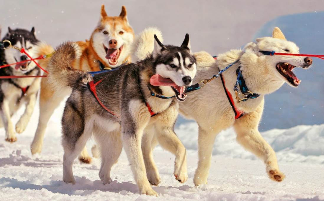 雪橇犬有几种？