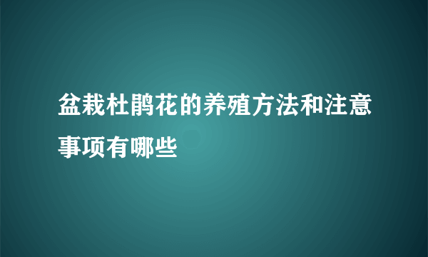 盆栽杜鹃花的养殖方法和注意事项有哪些