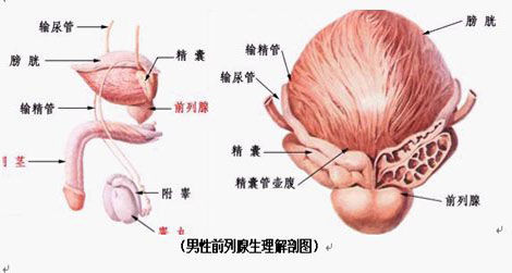 怎么预防前列腺炎