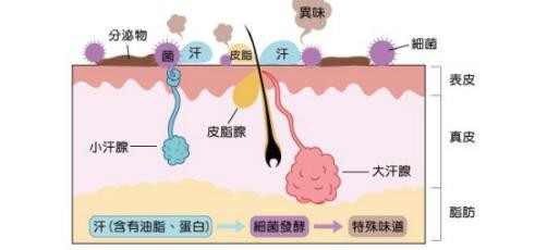 狐臭的原因是什么？