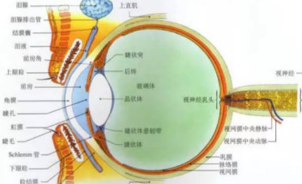 生理性盲点名词解释是什么？