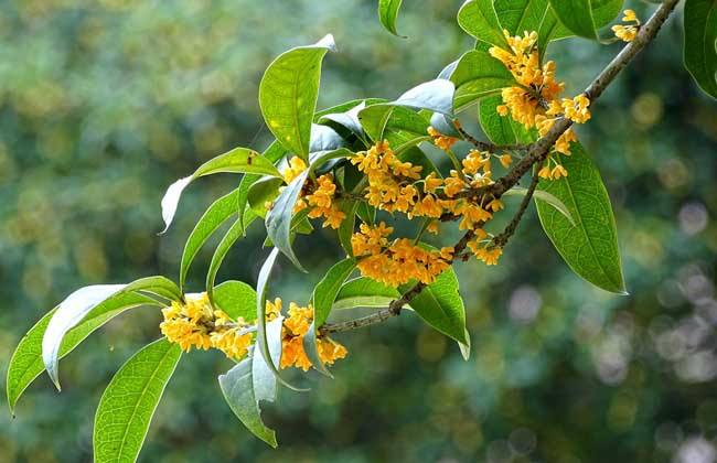 桂林是不是有好多桂花啊？ 大概几月份开花？