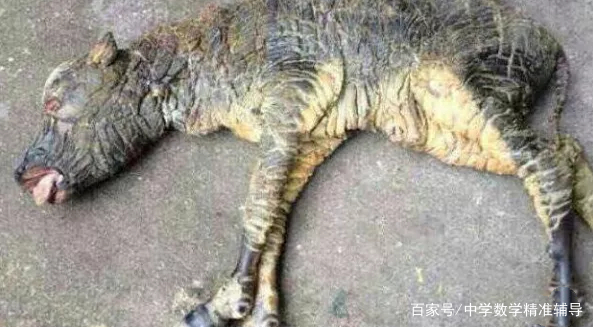 农村经常说“牛生麒麟猪生象”是怎么回事？是真的吗？