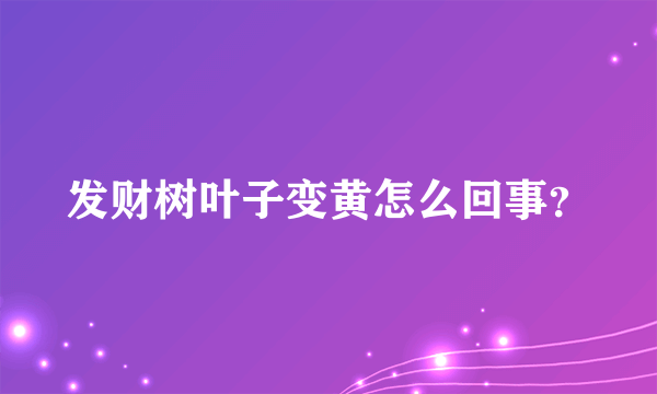 发财树叶子变黄怎么回事？