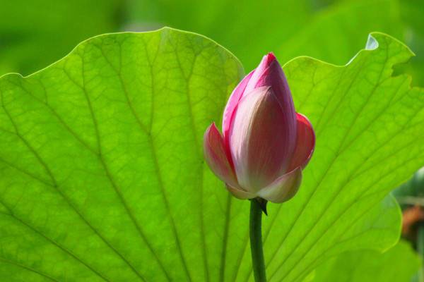 花中仙子是什么花