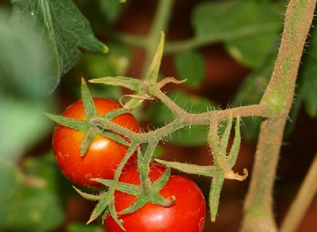 tomato是不是根据两个音标有不同的读法。