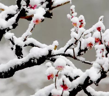 踏雪寻梅是什么意思？