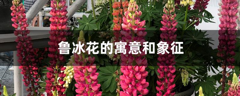 鲁冰花是什么意思