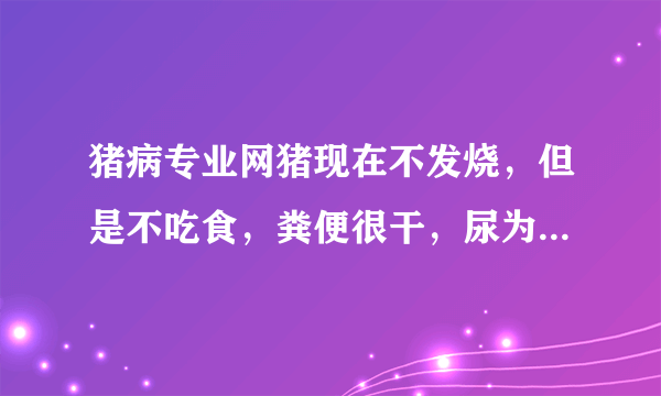 猪病专业网猪现在不发烧，但是不吃食，粪便很干，尿为黄色，好像是一种猪瘟。请问