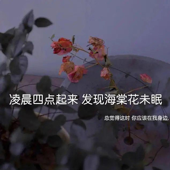 凌晨四点钟我看到海棠花未眠下一句是什么？