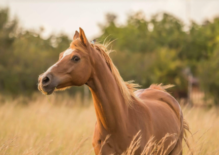 horse怎么读