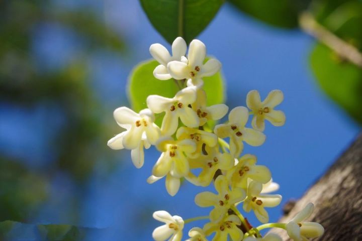 桂花树的资料