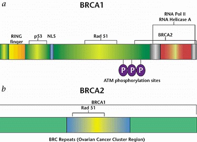 BRCA1 和BRCA2 是什么 有什么作用啊