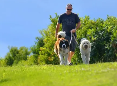 上海一只宠物犬小区路灯杆旁撒尿触电死亡，谁该为宠物犬的死亡负责？