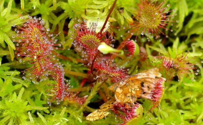 重庆发现吃虫植物，这究竟是种什么样的植物？