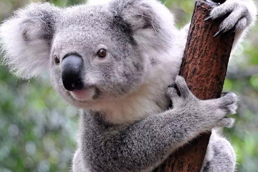 koala是什么意思？