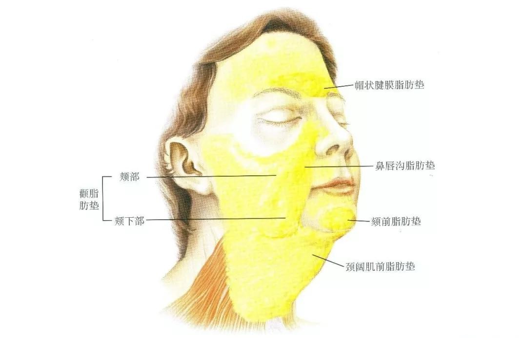 自体脂肪除皱能维持多久