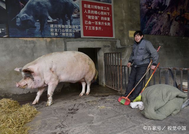 13岁“猪坚强”现状，已无法自主站立，能活到这样岁月是否已属不易？