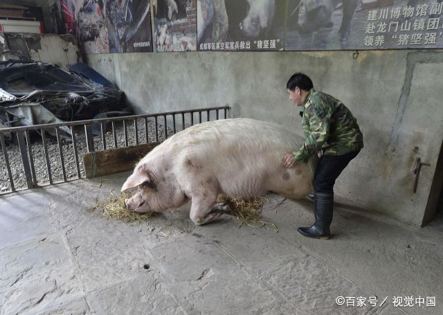 13岁“猪坚强”现状，已无法自主站立，能活到这样岁月是否已属不易？