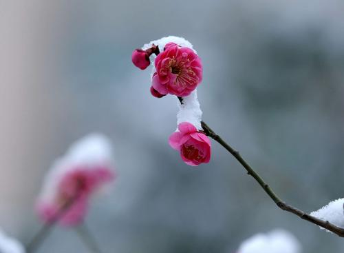 “梅花香自苦寒来”这句诗出自何处？