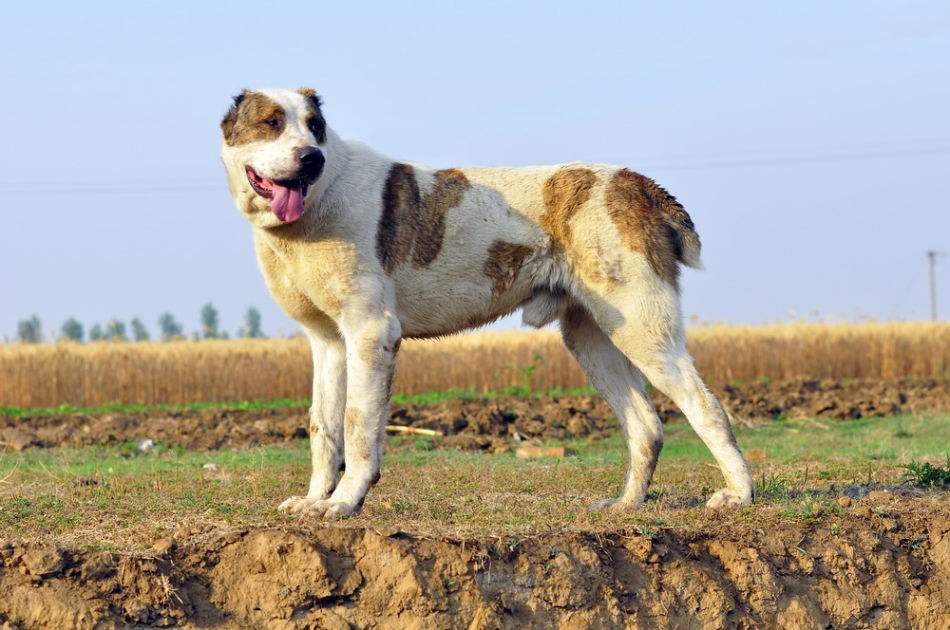 强力的护卫犬有哪些？